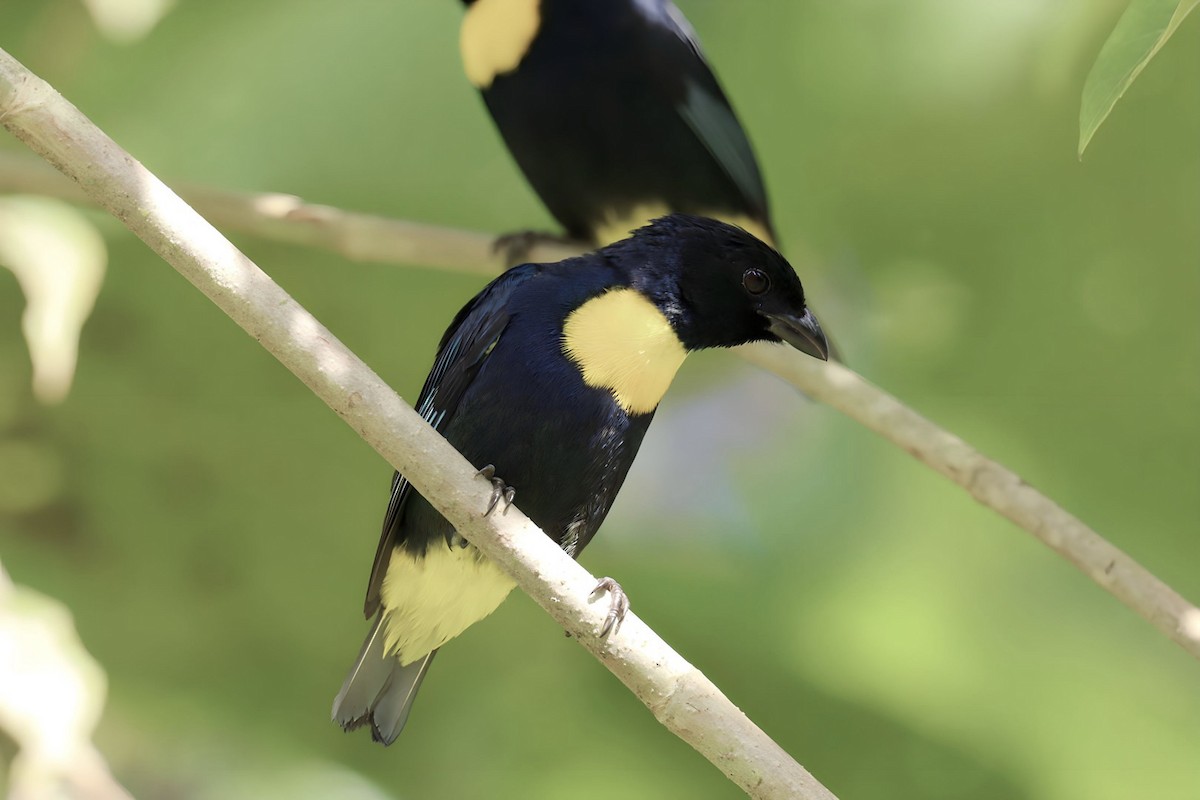 Golden-chested Tanager - ML586804911