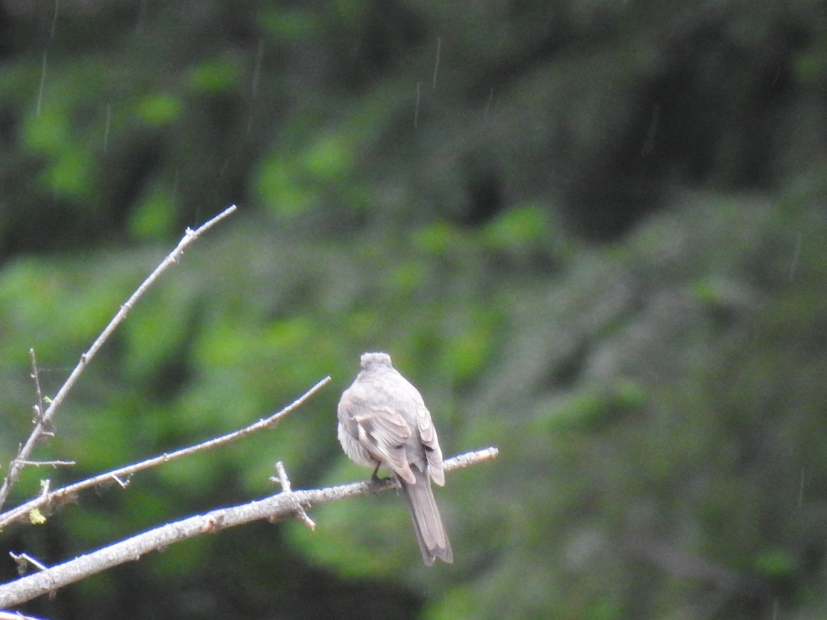Townsend's Solitaire - ML586805021