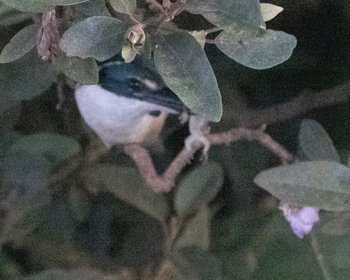 Sacred Kingfisher (New Zealand) - ML586806031