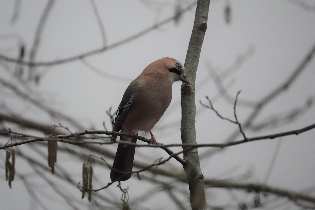 Eurasian Jay - ML586806831