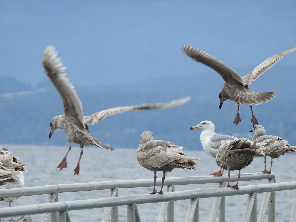 Glaucous-winged Gull - ML586806841