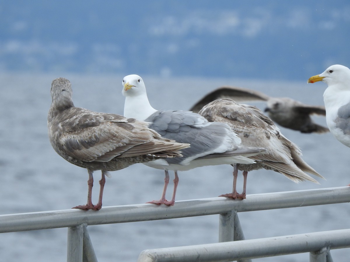 Goéland à ailes grises - ML586806881