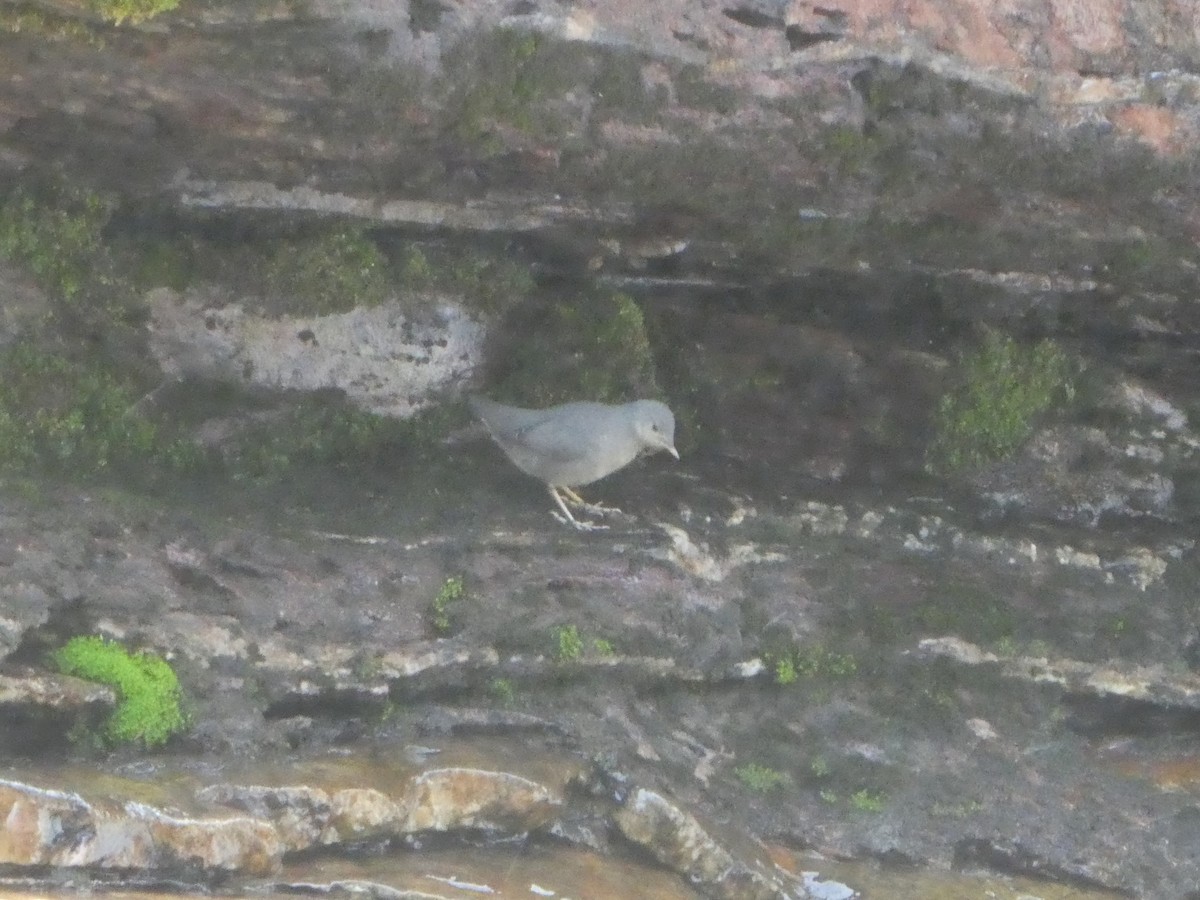 American Dipper - ML586809351