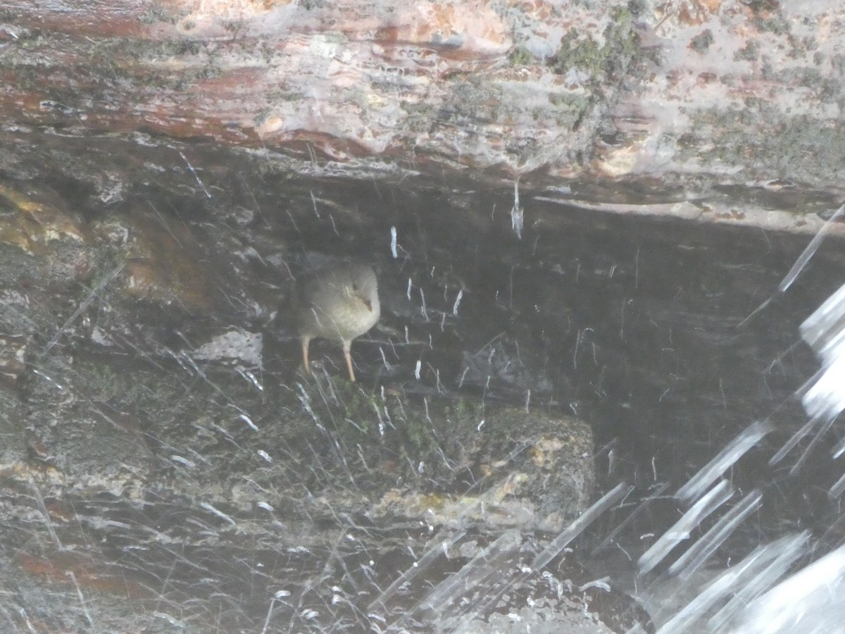 American Dipper - ML586809361