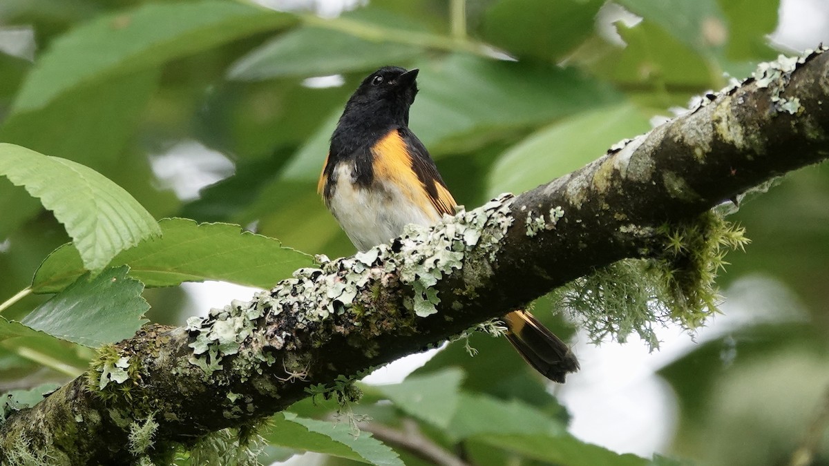 American Redstart - ML586809461