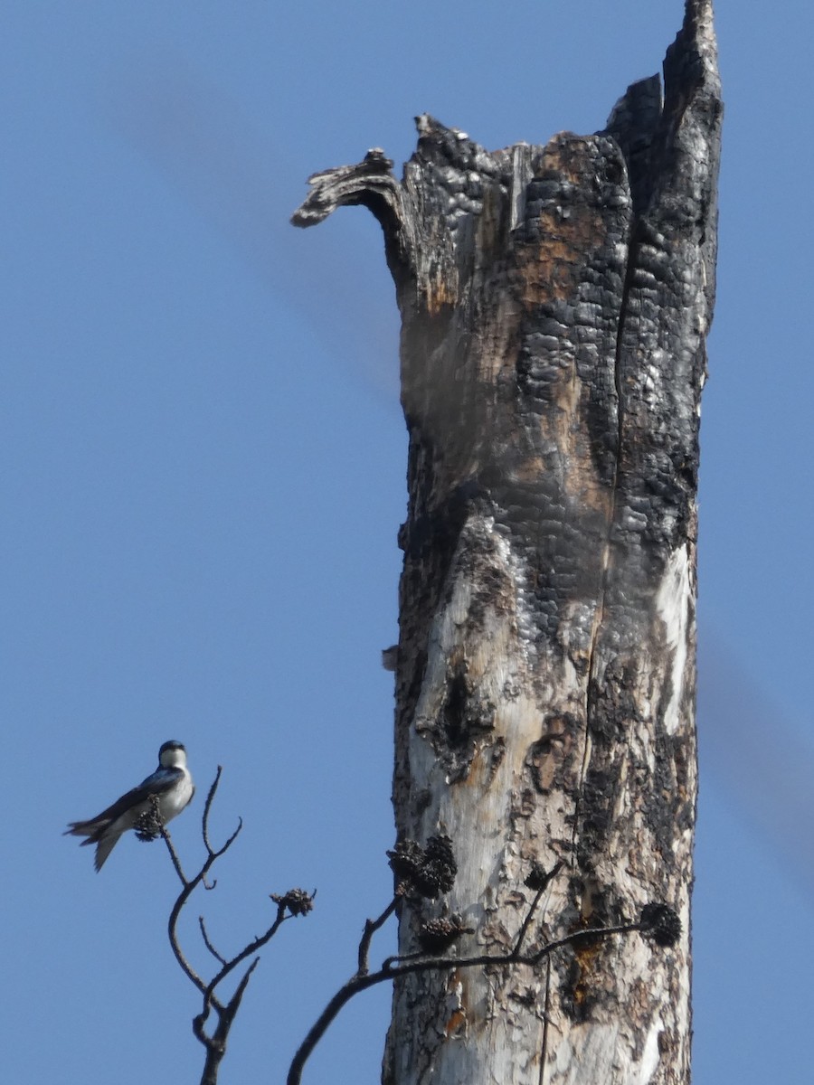 Tree Swallow - ML586809471