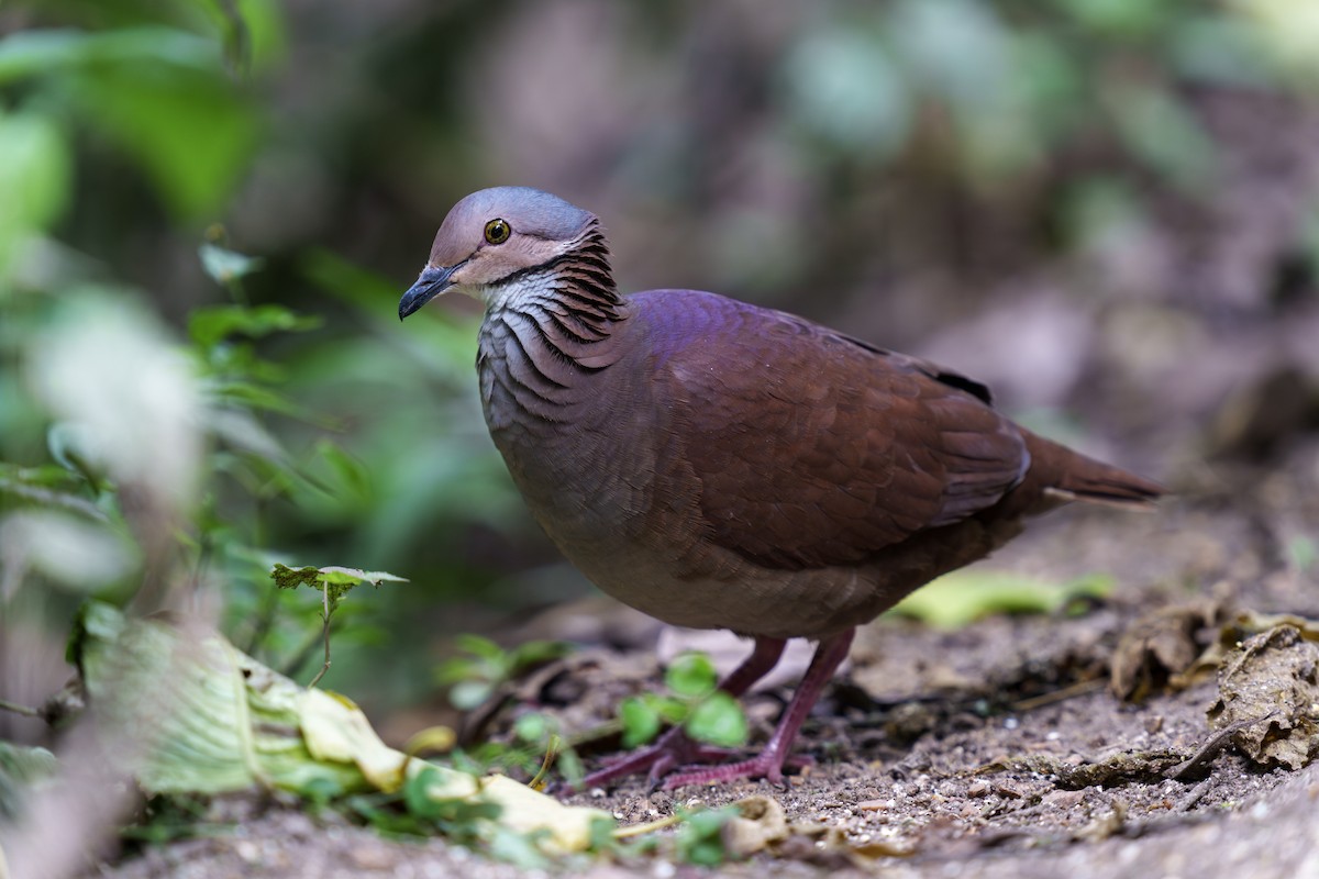 White-throated Quail-Dove - ML586809811