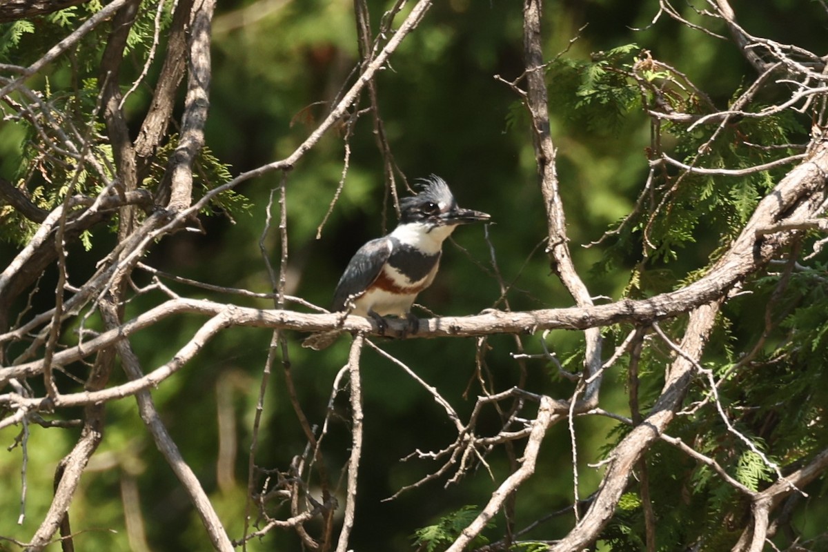 Belted Kingfisher - Michael Gallo