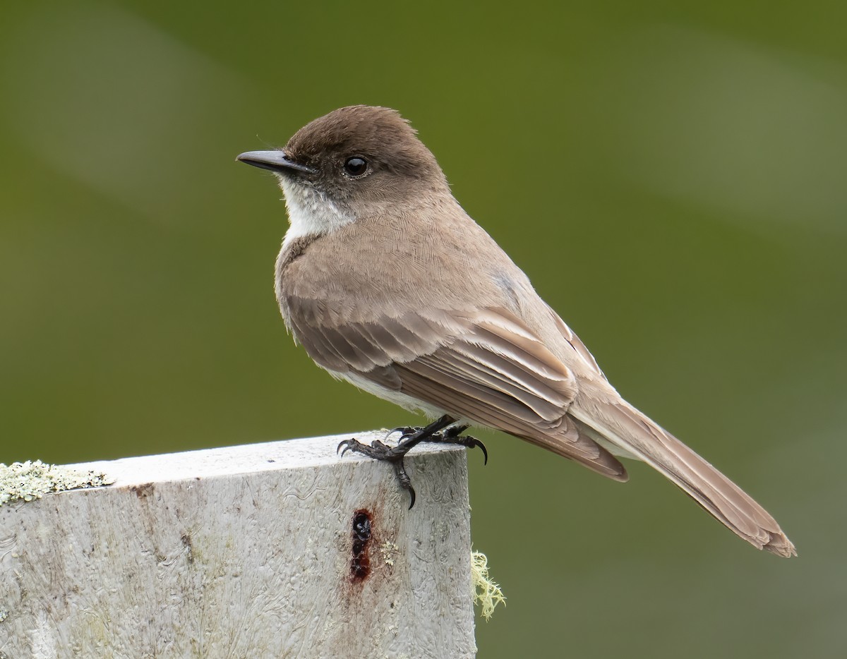 Eastern Phoebe - ML586811101