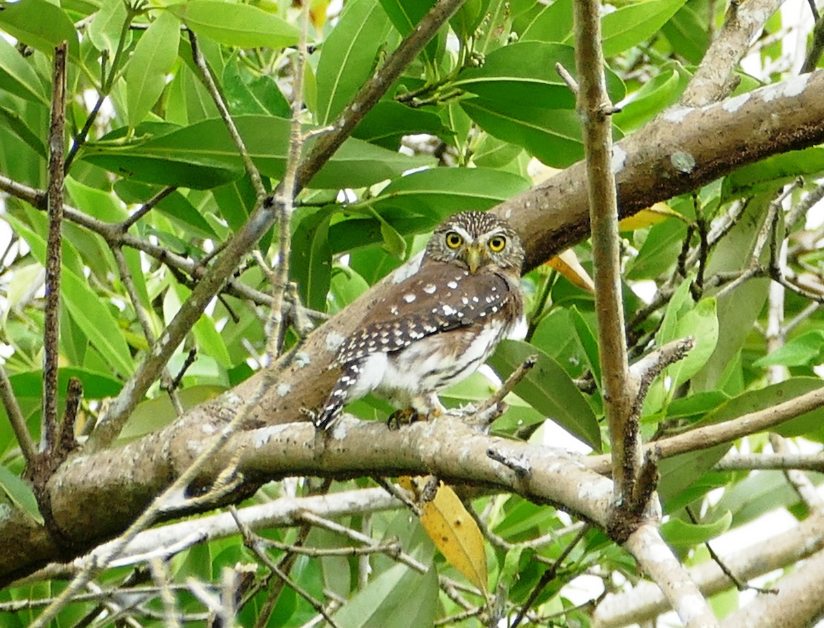 Ferruginous Pygmy-Owl - ML586811621