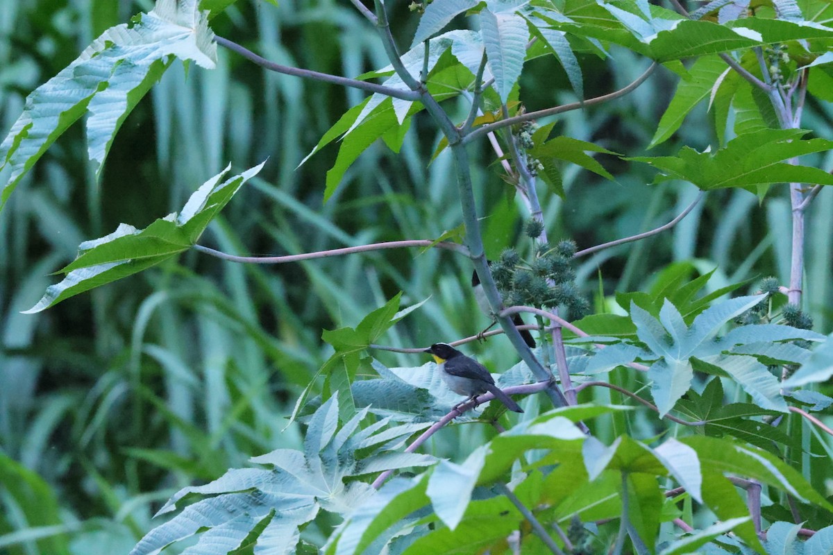 White-naped Brushfinch - ML586814021