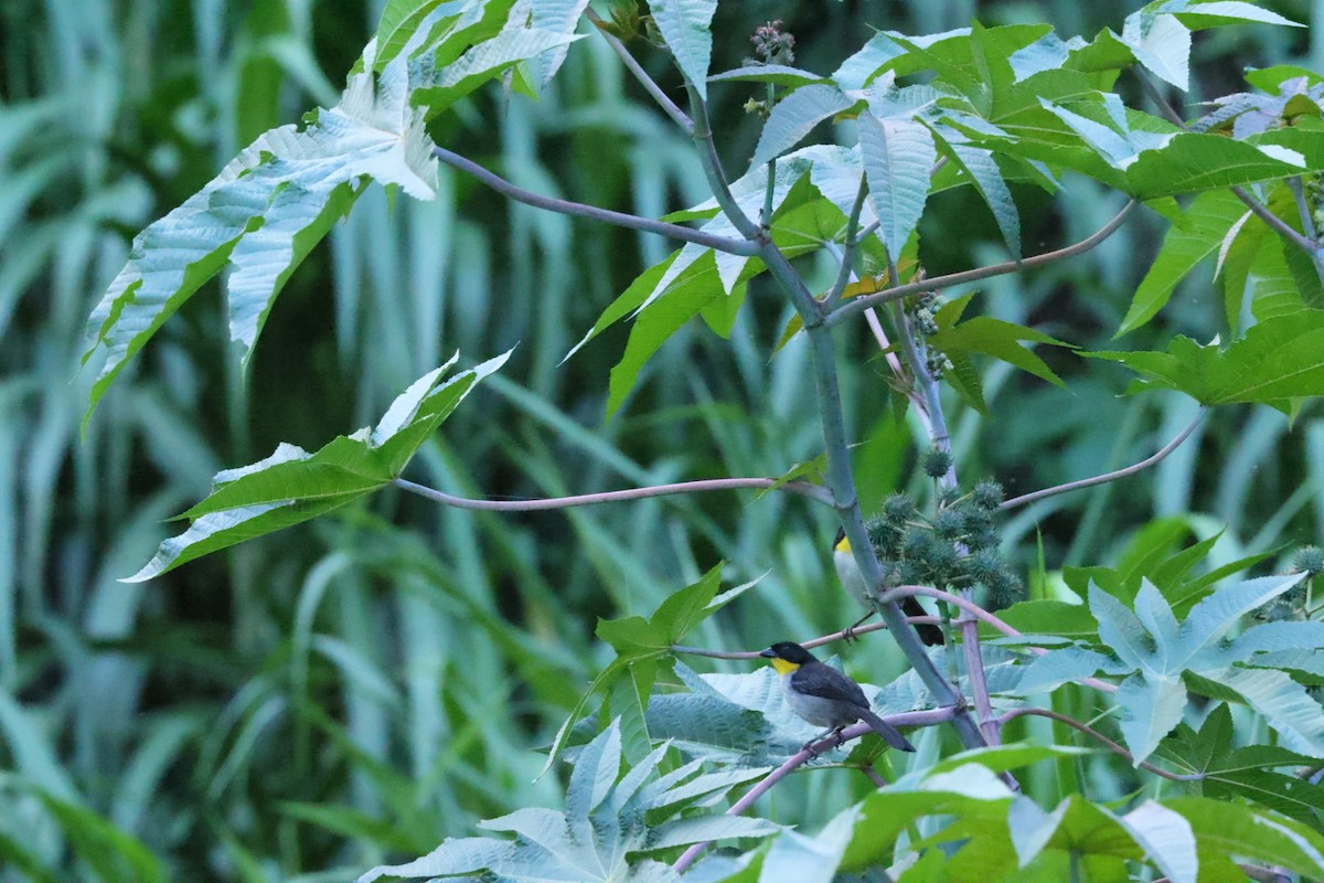 White-naped Brushfinch - ML586814031