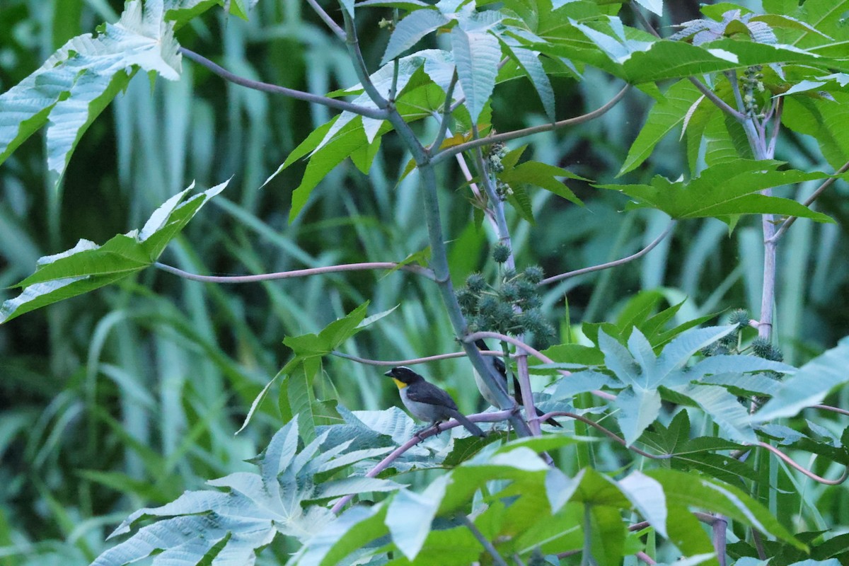 White-naped Brushfinch - ML586814041