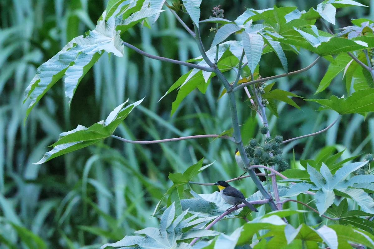 White-naped Brushfinch - ML586814071