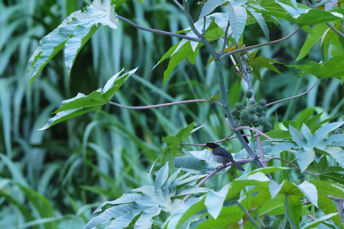 White-naped Brushfinch - ML586814081