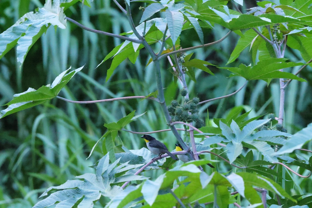 White-naped Brushfinch - ML586814091