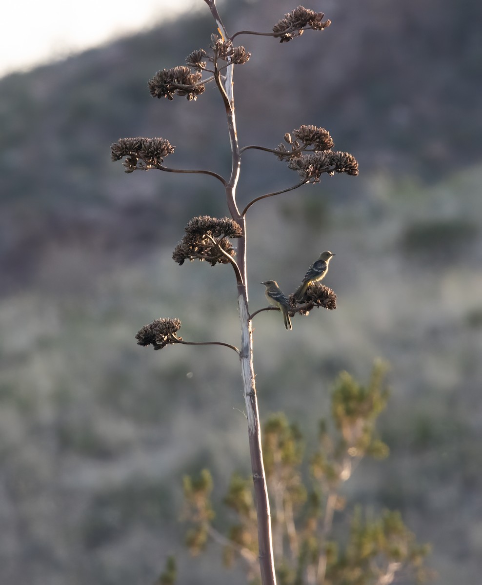 Scott's Oriole - ML586815221