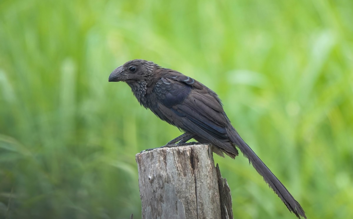 Smooth-billed Ani - Pam Vercellone-Smith