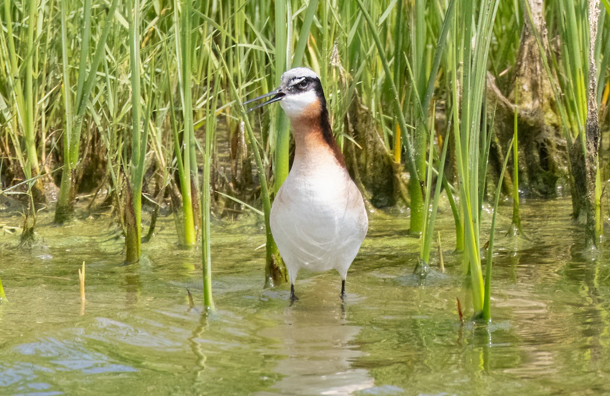 Wilson's Phalarope - ML586816831