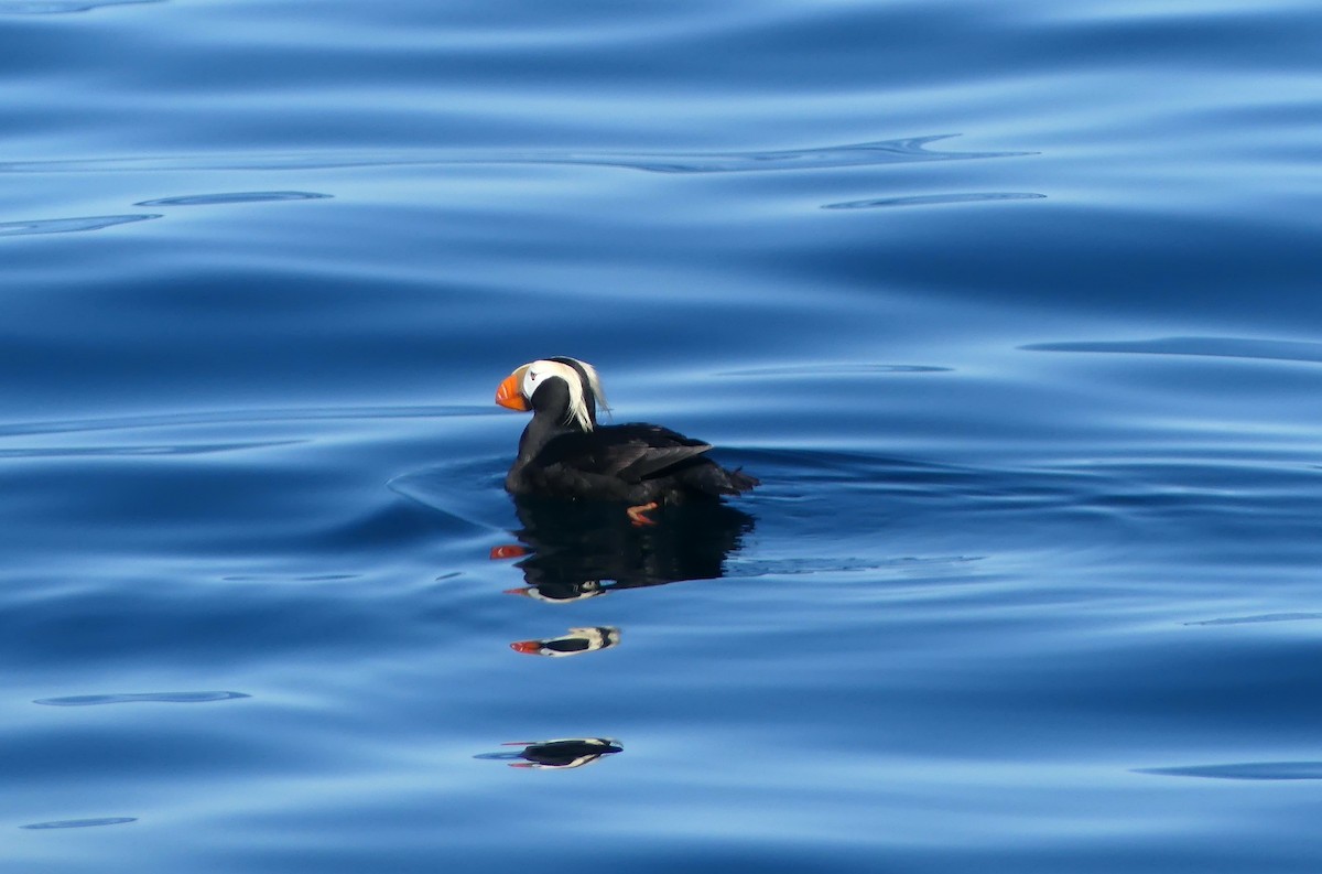 Tufted Puffin - Leslie Sours