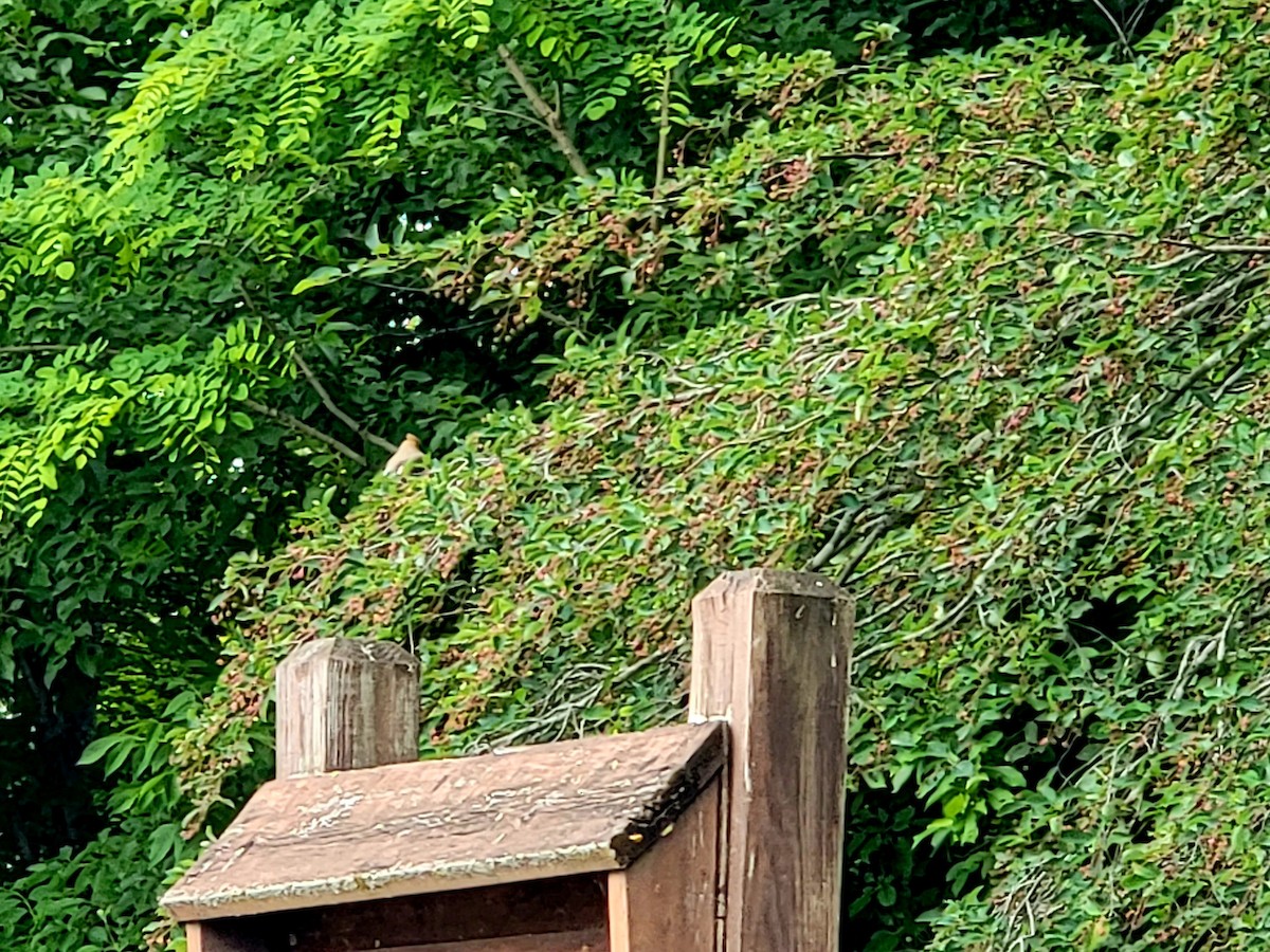 Cedar Waxwing - Kathie Brown