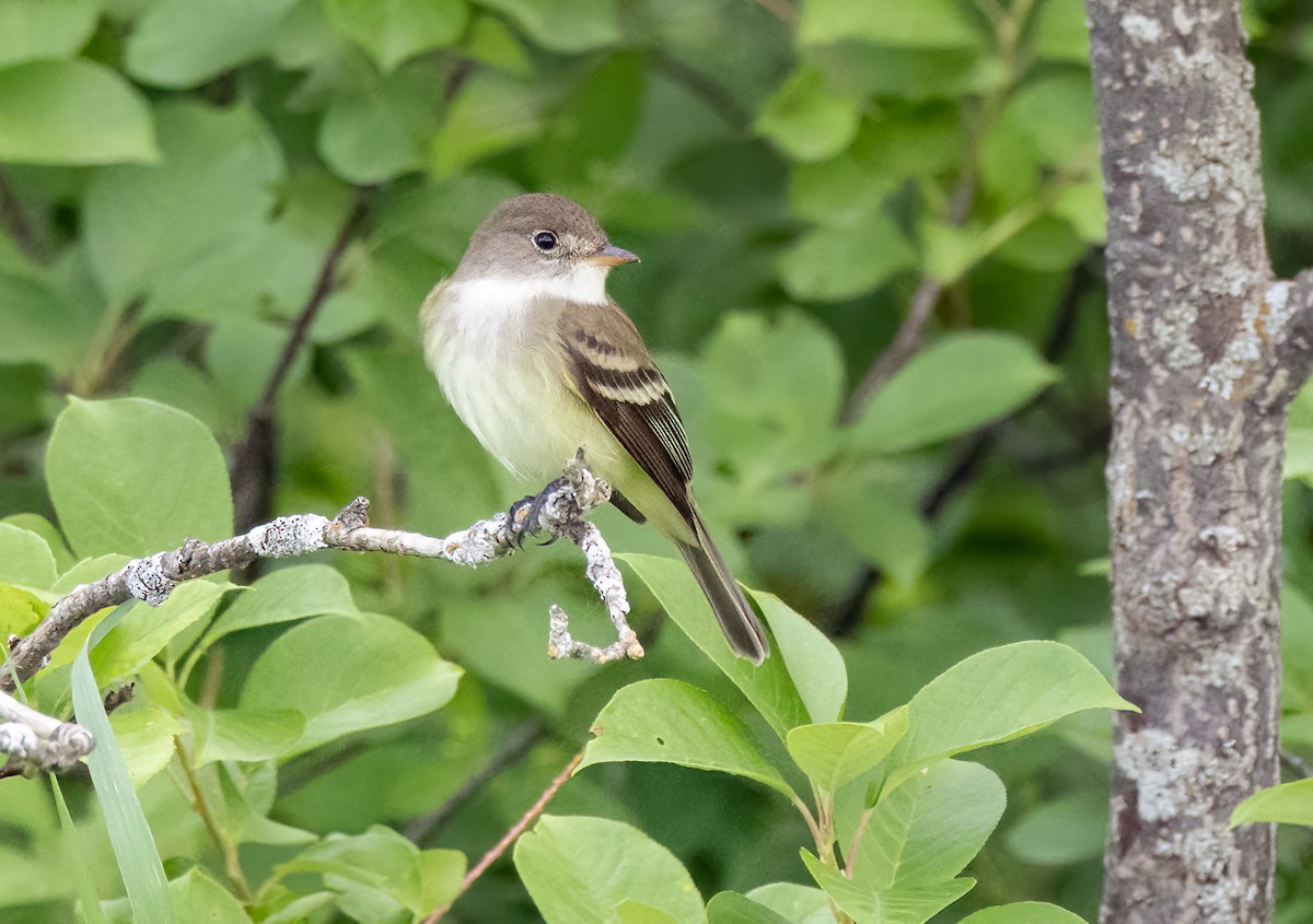 Least Flycatcher - ML586818211