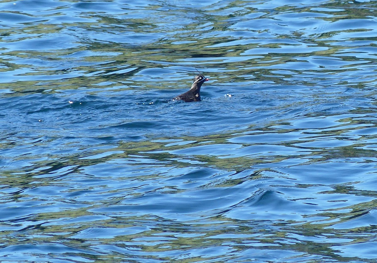 Whiskered Auklet - Leslie Sours