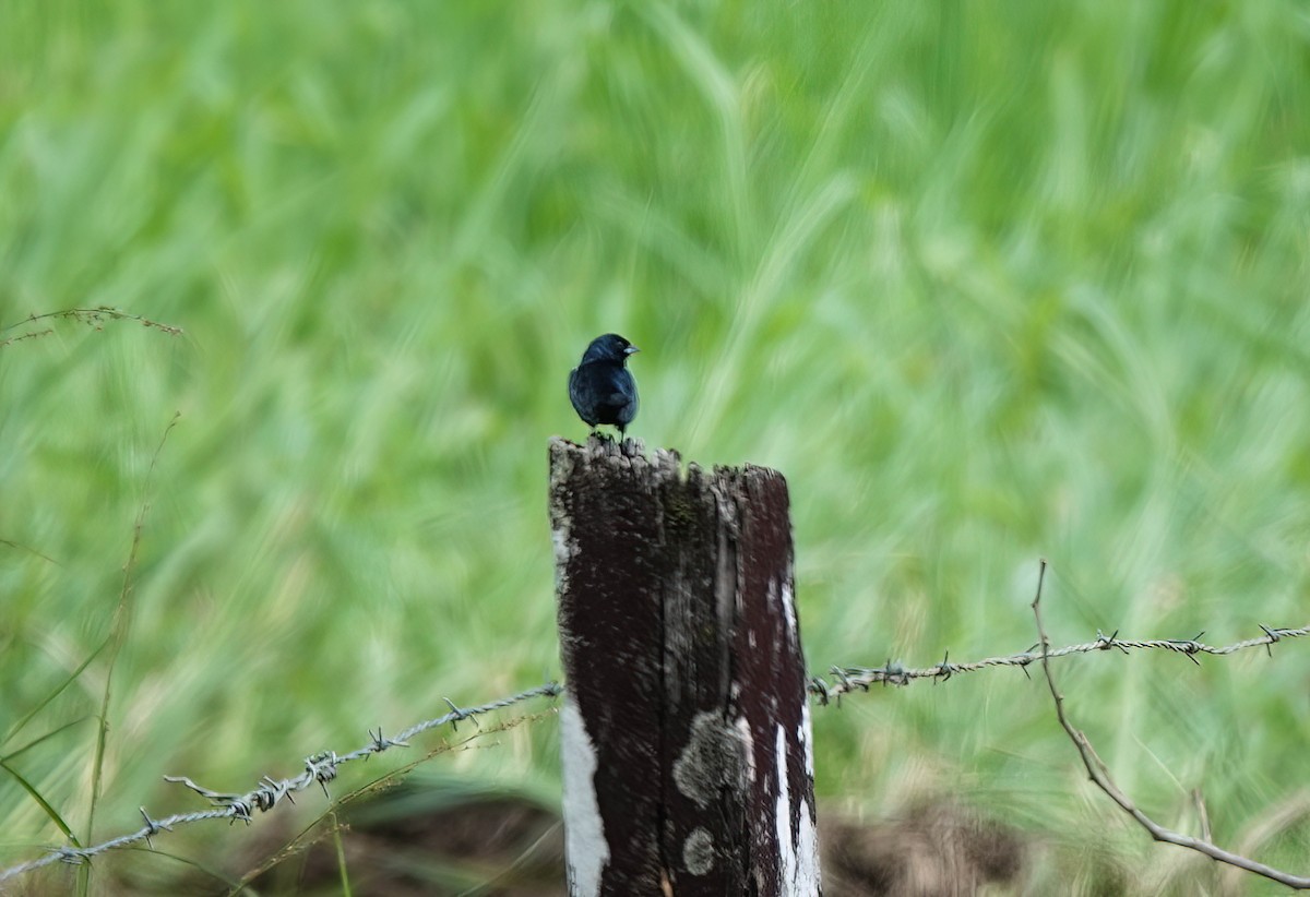 Blue-black Grassquit - Pam Vercellone-Smith