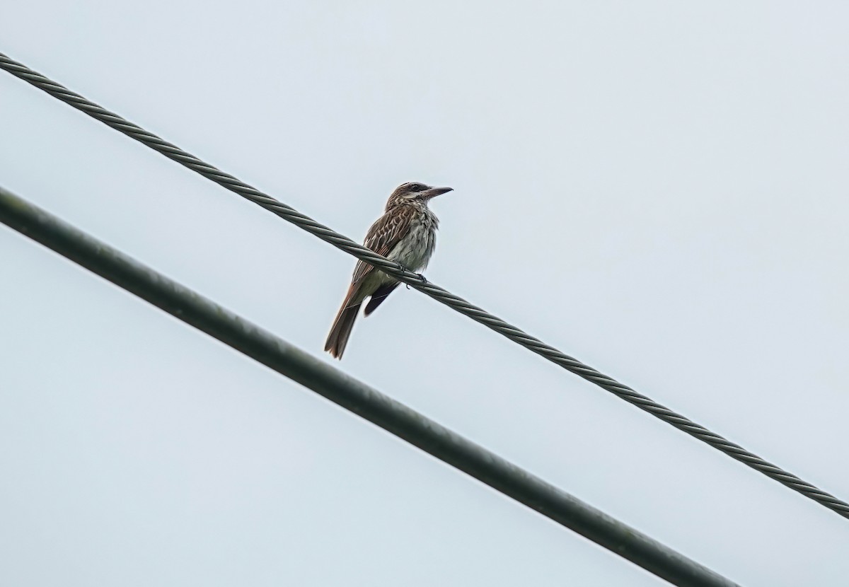 Streaked Flycatcher - Pam Vercellone-Smith