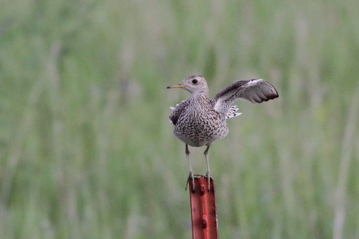 Upland Sandpiper - ML586819431