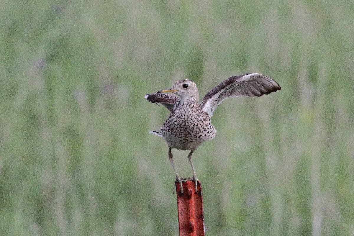 Upland Sandpiper - ML586819461