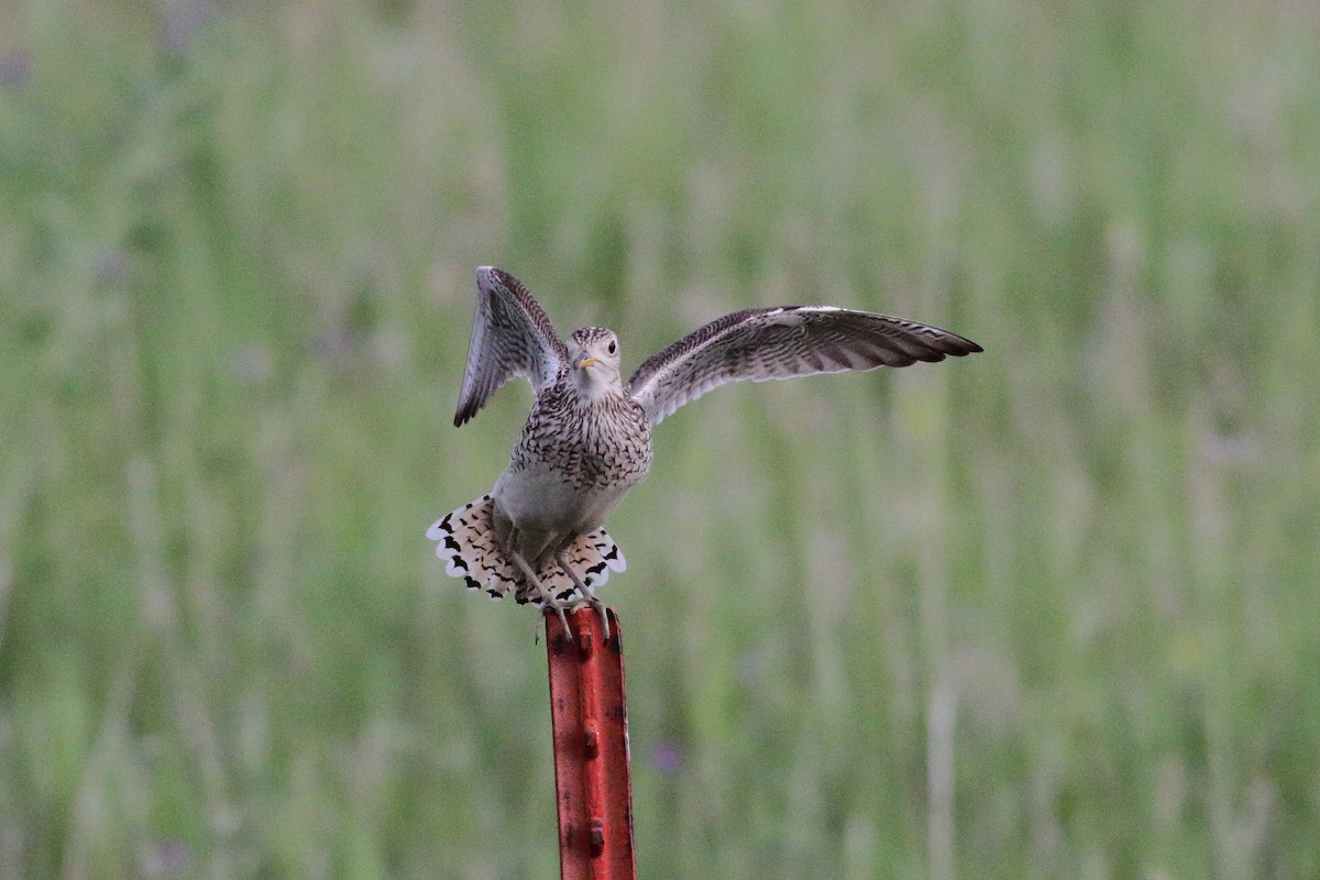 Upland Sandpiper - ML586819651