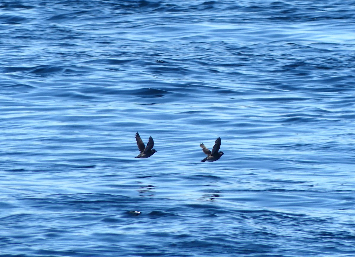 Whiskered Auklet - ML586819681