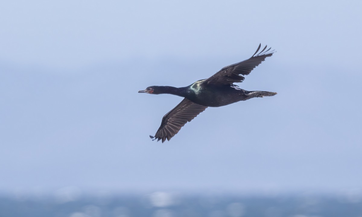 Pelagic Cormorant - ML586819831