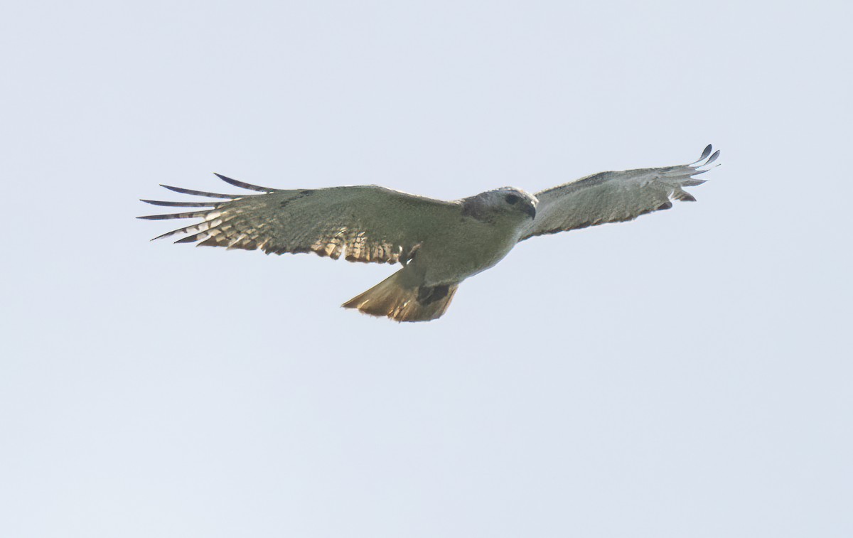 Red-tailed Hawk (Krider's) - ML586820321