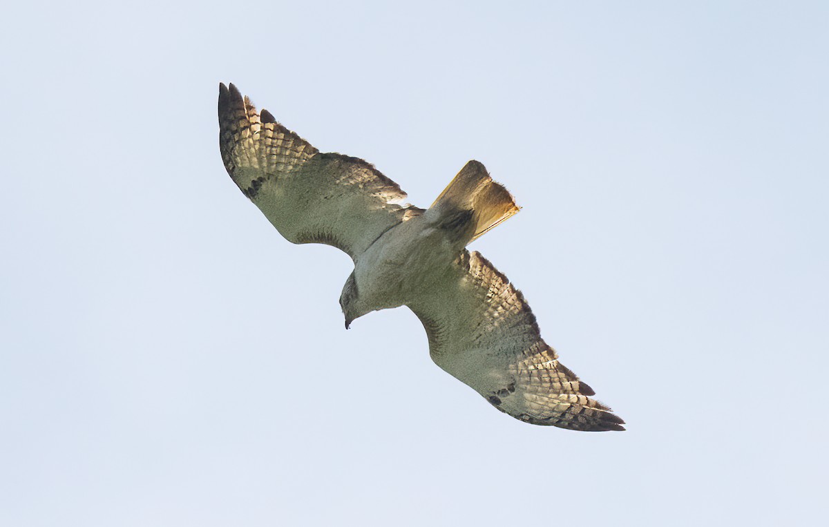 Red-tailed Hawk (Krider's) - ML586820401