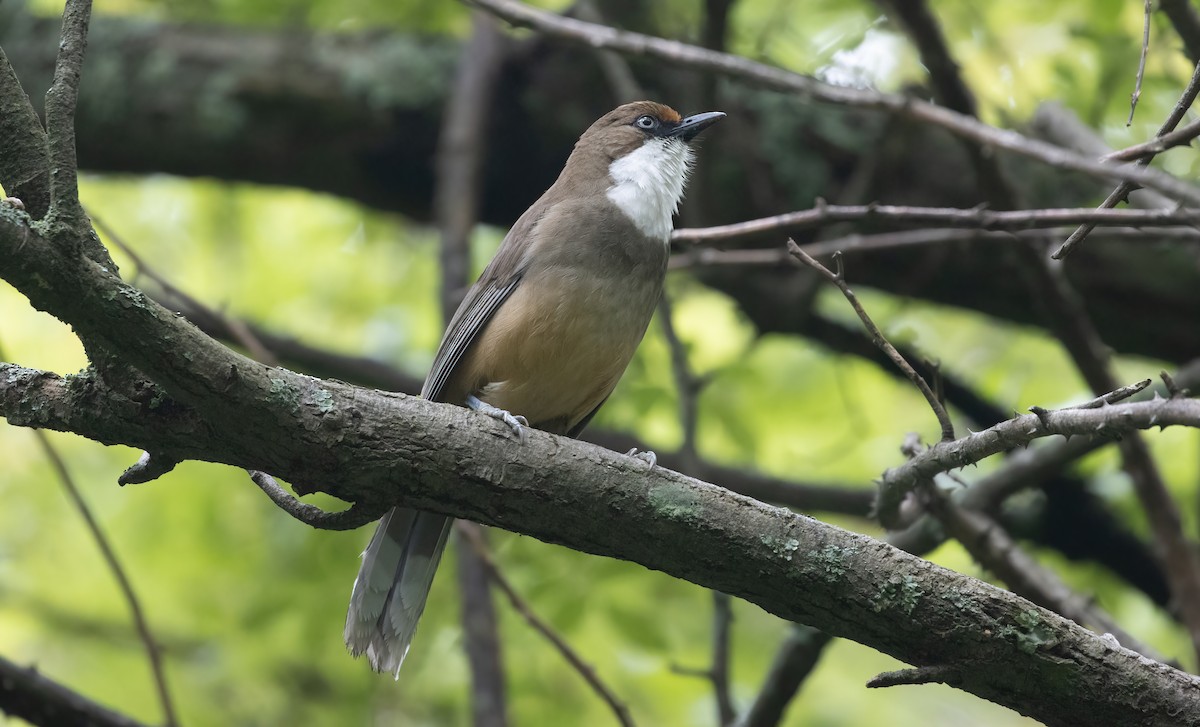 White-throated Laughingthrush - ML586820741