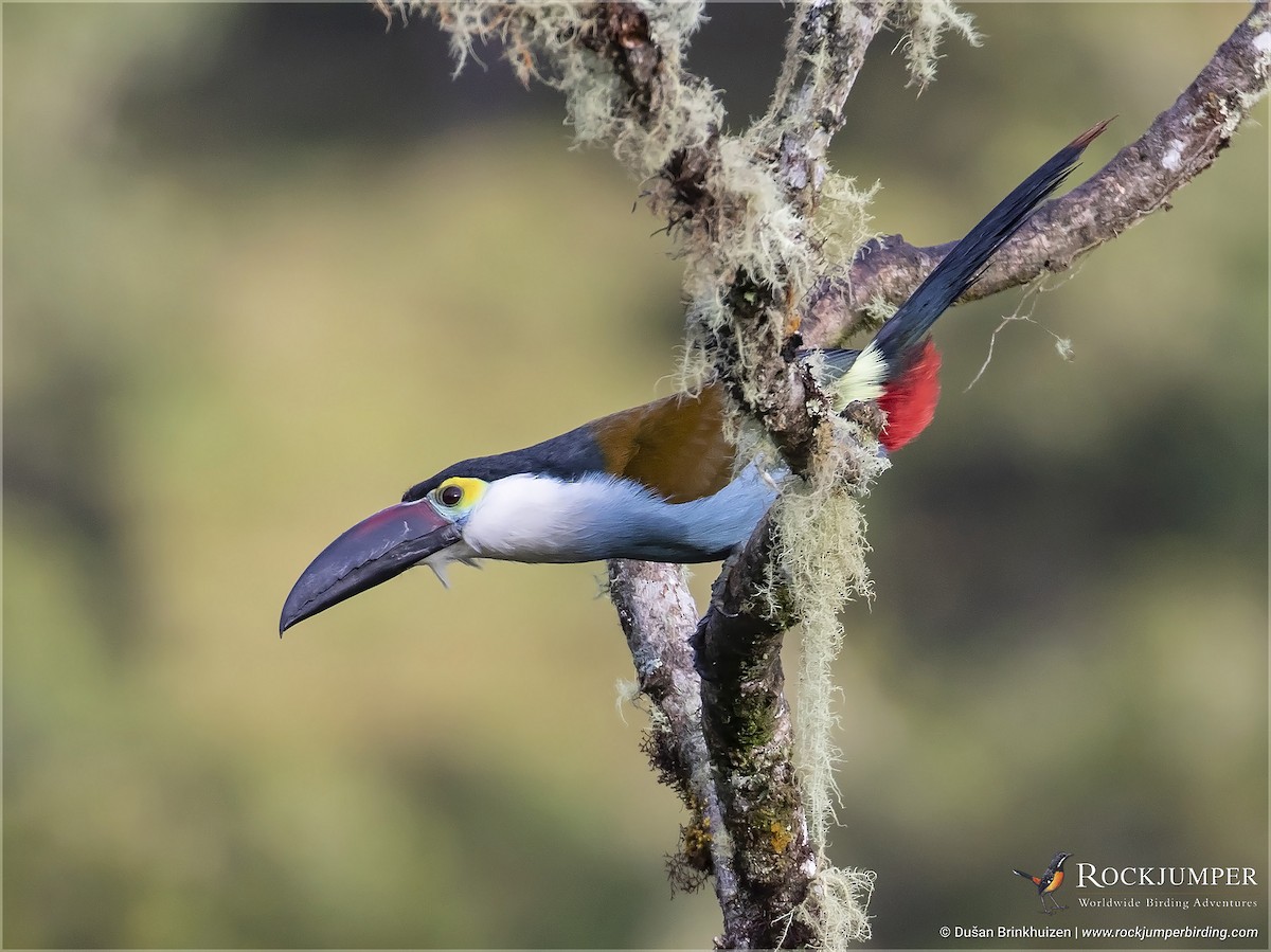 Black-billed Mountain-Toucan - ML586820811