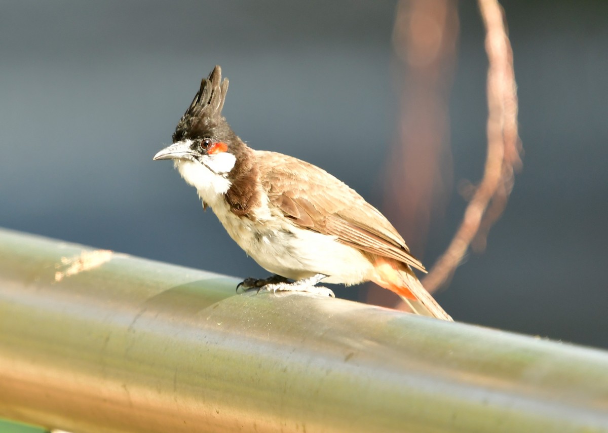 Red-whiskered Bulbul - ML586820851