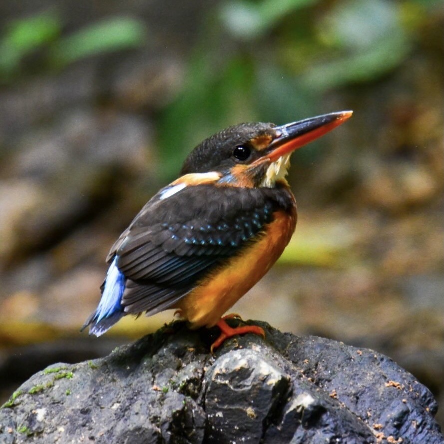 Malaysian Blue-banded Kingfisher - Jukree Sisonmak