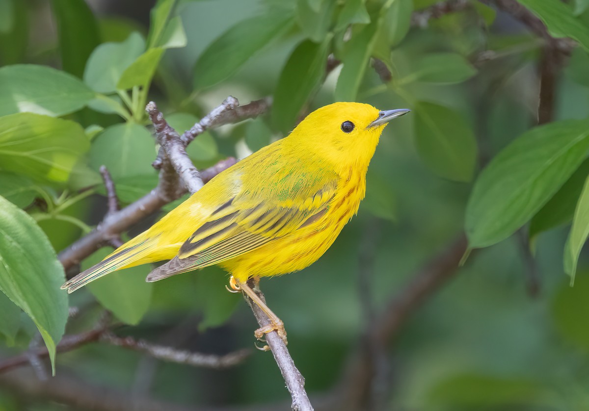 Yellow Warbler - ML586821791