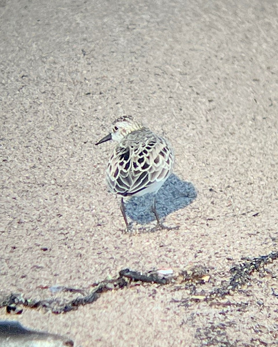 Semipalmated Sandpiper - ML586821851