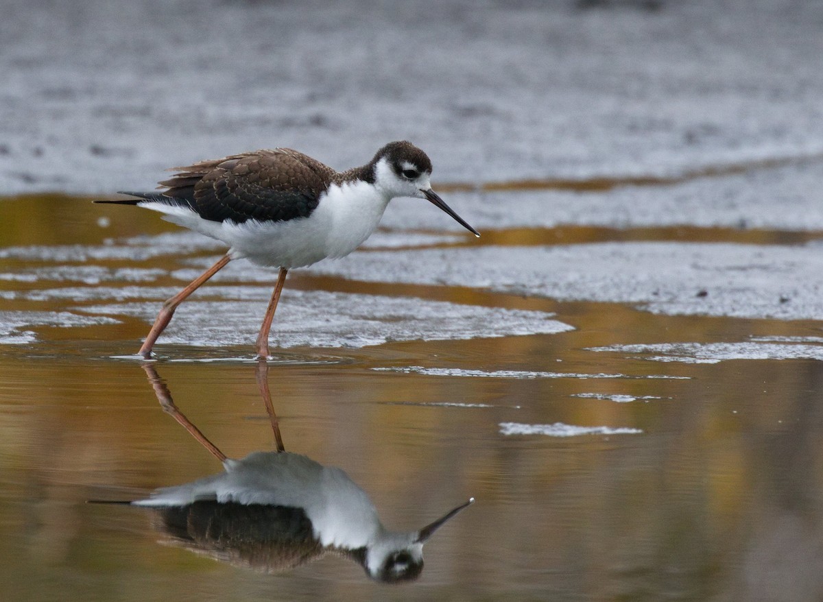 Black-necked Stilt - ML586821871