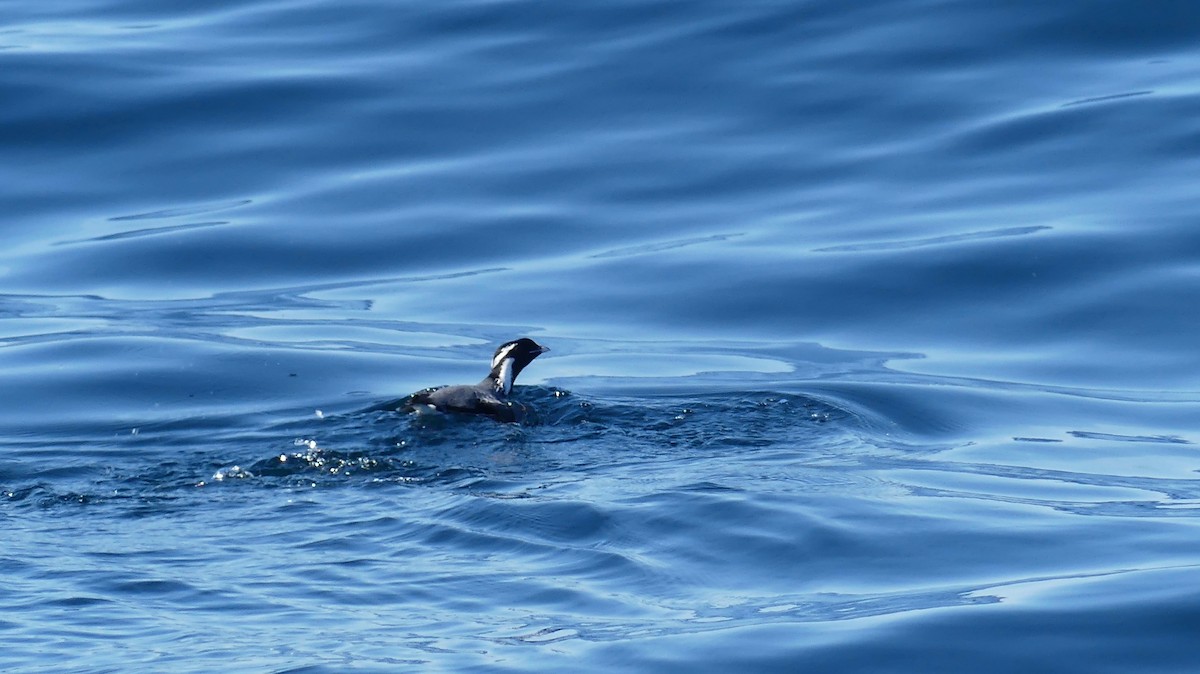 Ancient Murrelet - Leslie Sours