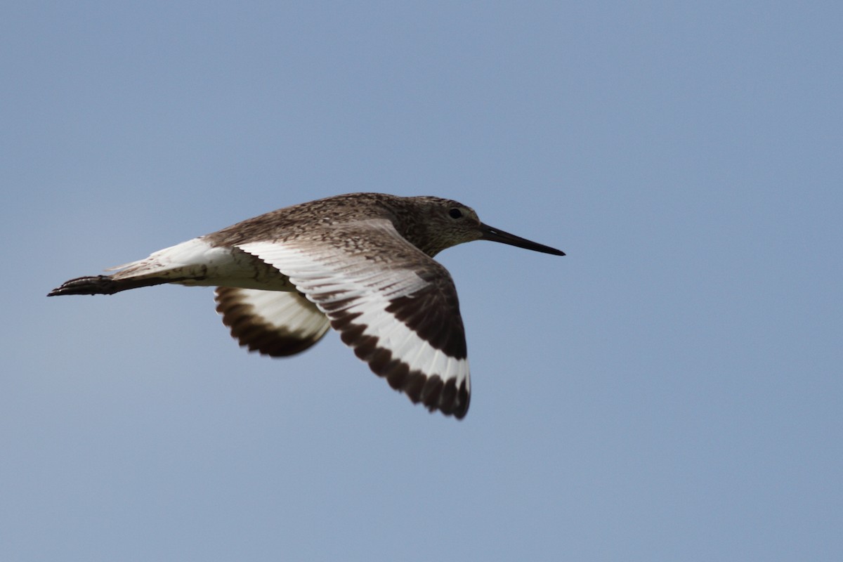 Willet - ML586822811