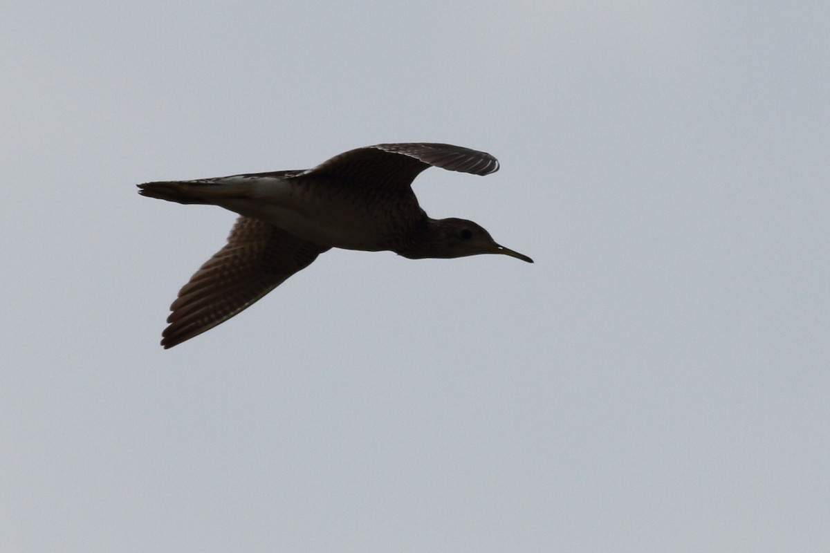 Upland Sandpiper - ML586822901