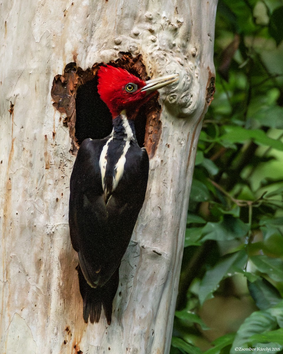 Pale-billed Woodpecker - ML586823371