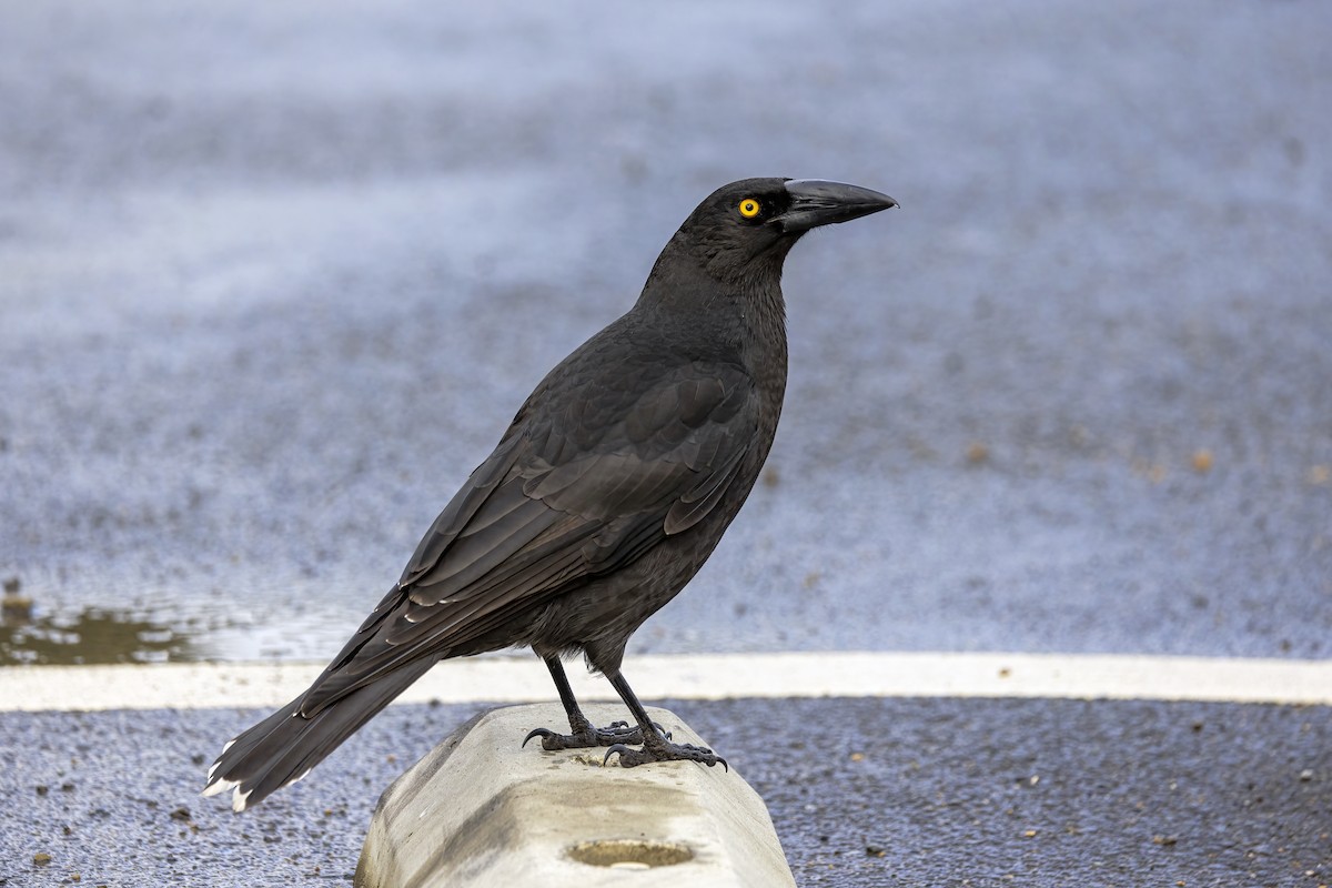 Black Currawong - Jill Duncan &  Ken Bissett