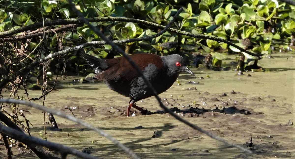 Spotless Crake - ML586823851
