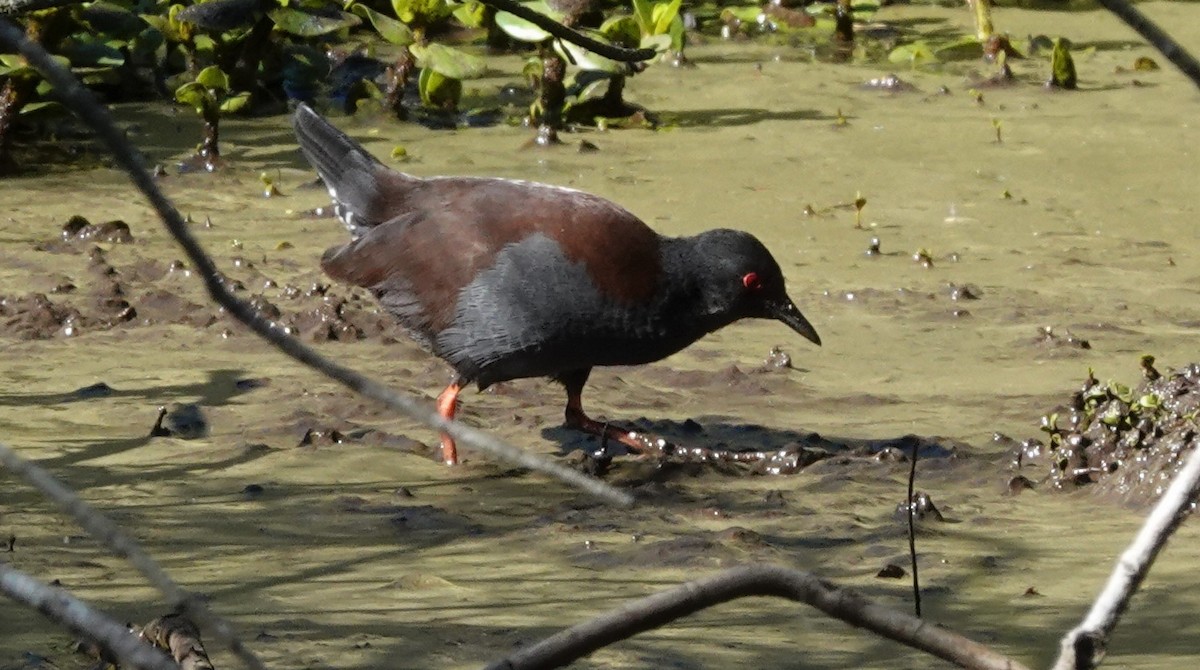 Spotless Crake - ML586823961